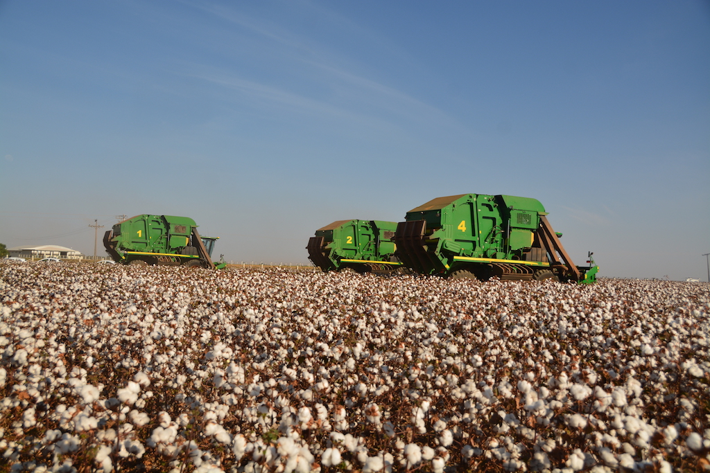 Colheita de algodão em Mato Grosso chega a 74% da safra