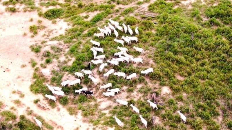 Diferencial de base do preço do boi em Mato Grosso em relação a SP cai 12%