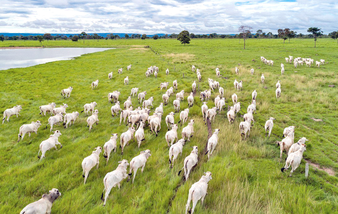 Número de bovinos em Mato Grosso cai 8%; especialista explica queda