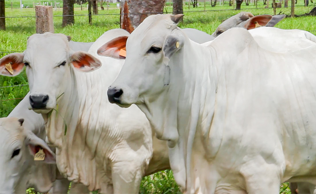 Mercado físico do boi gordo em Mato Grosso sem tendências de onde quer chegar, diz IMEA