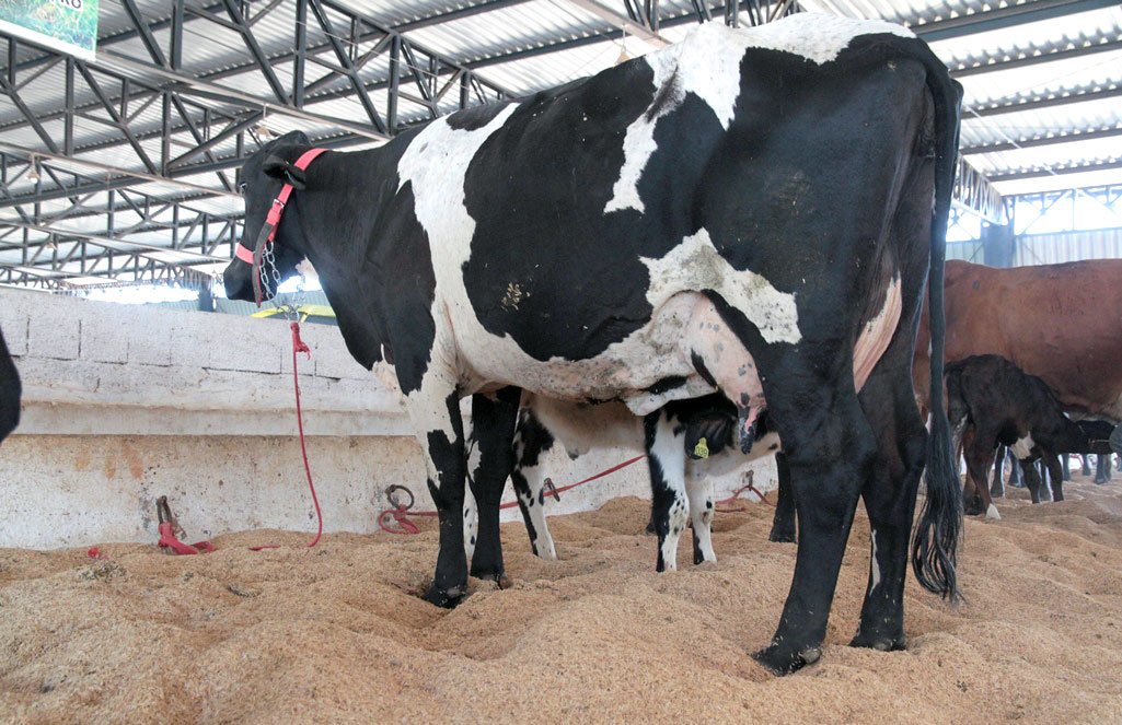 Preço do leite pago ao produtor em Mato Grosso sobe 3,3%