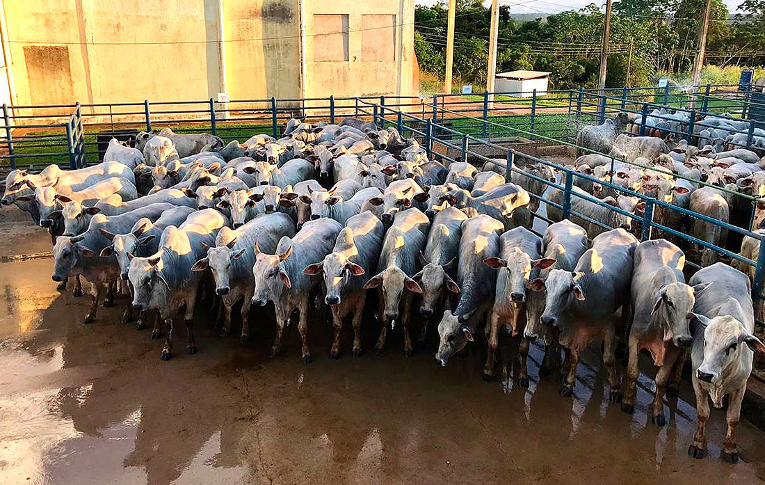 Aumenta abate de gado mais jovem em Mato Grosso, aponta estudo