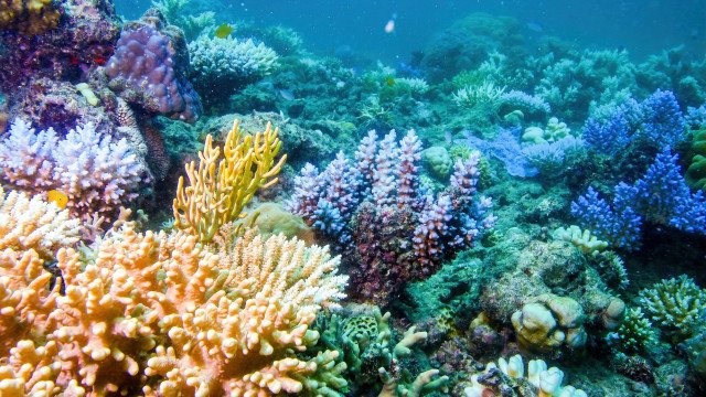 Pesquisa aponta 20,4 mil hectares de recifes de coral na costa do país