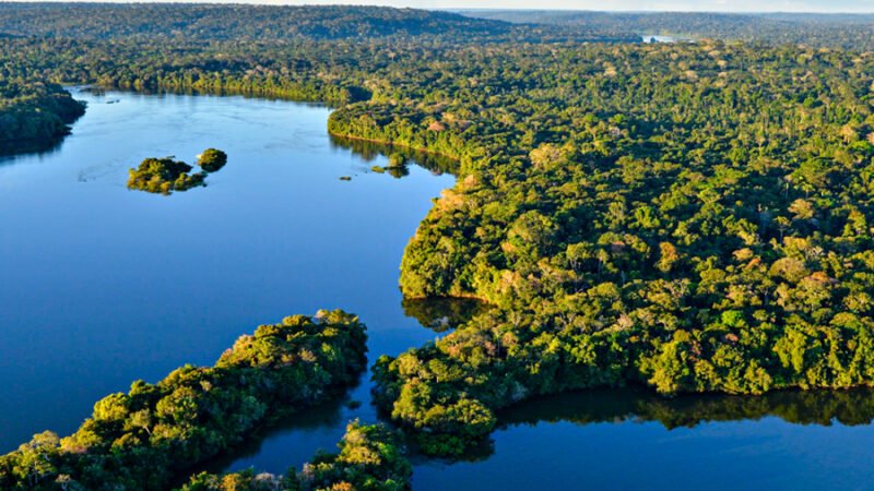 Redução do desmatamento na Amazônia Legal: Mato Grosso apresenta queda significativa nos alertas