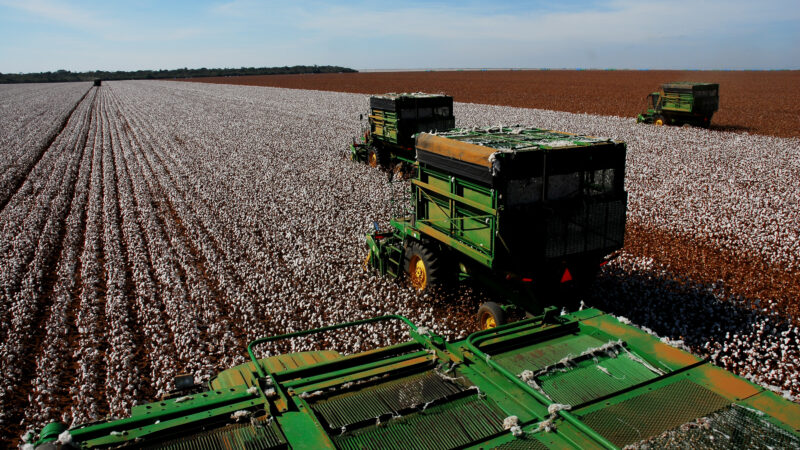 Custo do algodão em Mato Grosso tem leve queda, aponta levantamento