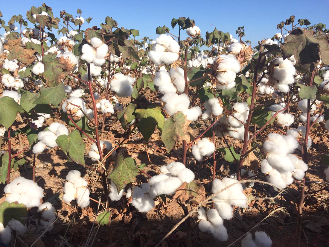 Algodão em Mato Grosso sobe 1,65%; colheita na reta final