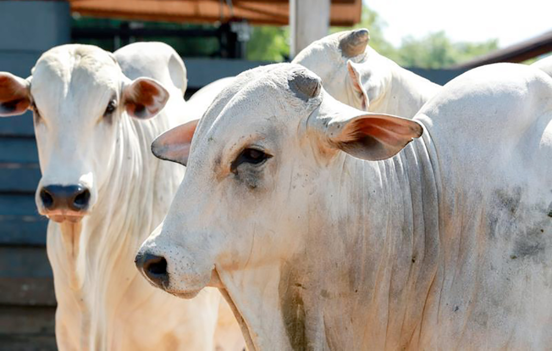 Rebanho bovino de Mato Grosso cai 8%