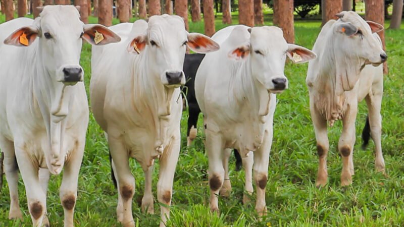 Cotação da vaca gorda e bezerro sobem em Mato Grosso