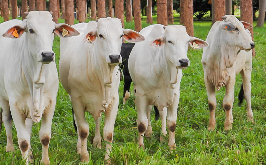 Cotação da vaca gorda e bezerro sobem em Mato Grosso