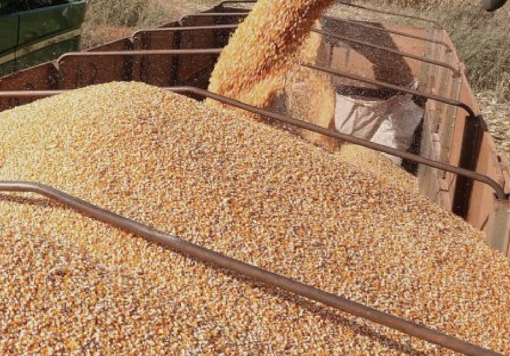 Demanda de milho mato-grossense para a safra 2023/24 está 6% menor