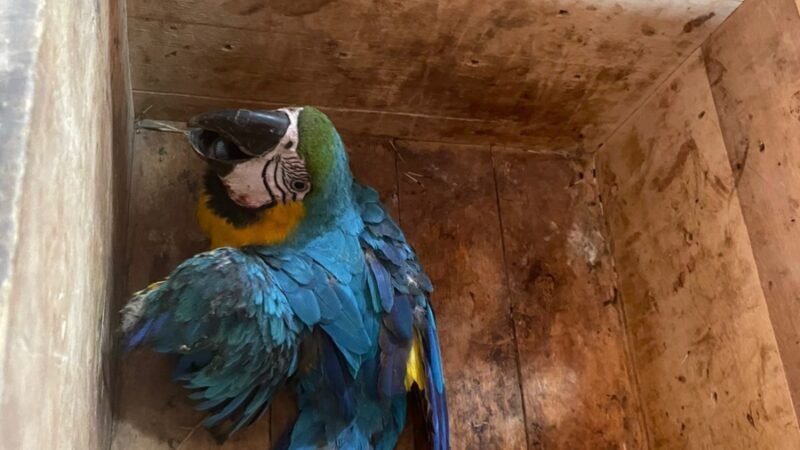 Arara ferida resgatada em situação de risco em Guarantã do Norte