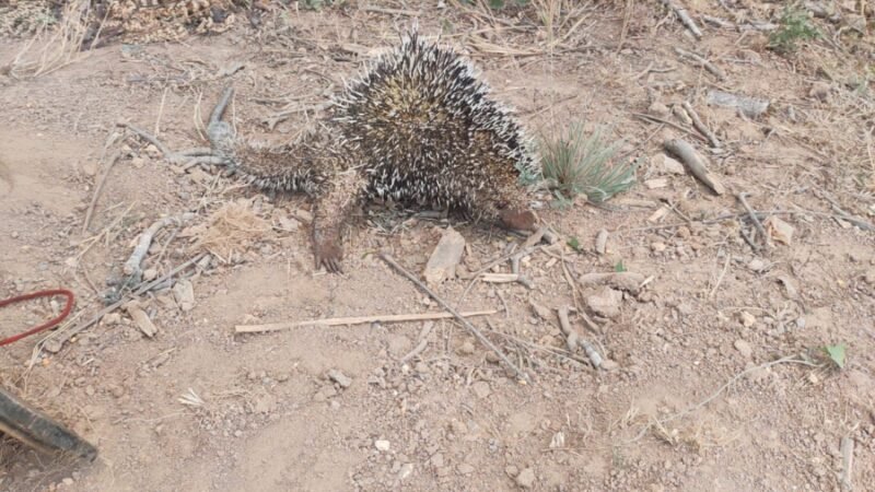 Animal em local de risco: Porco-espinho resgatado em Guarantã do Norte