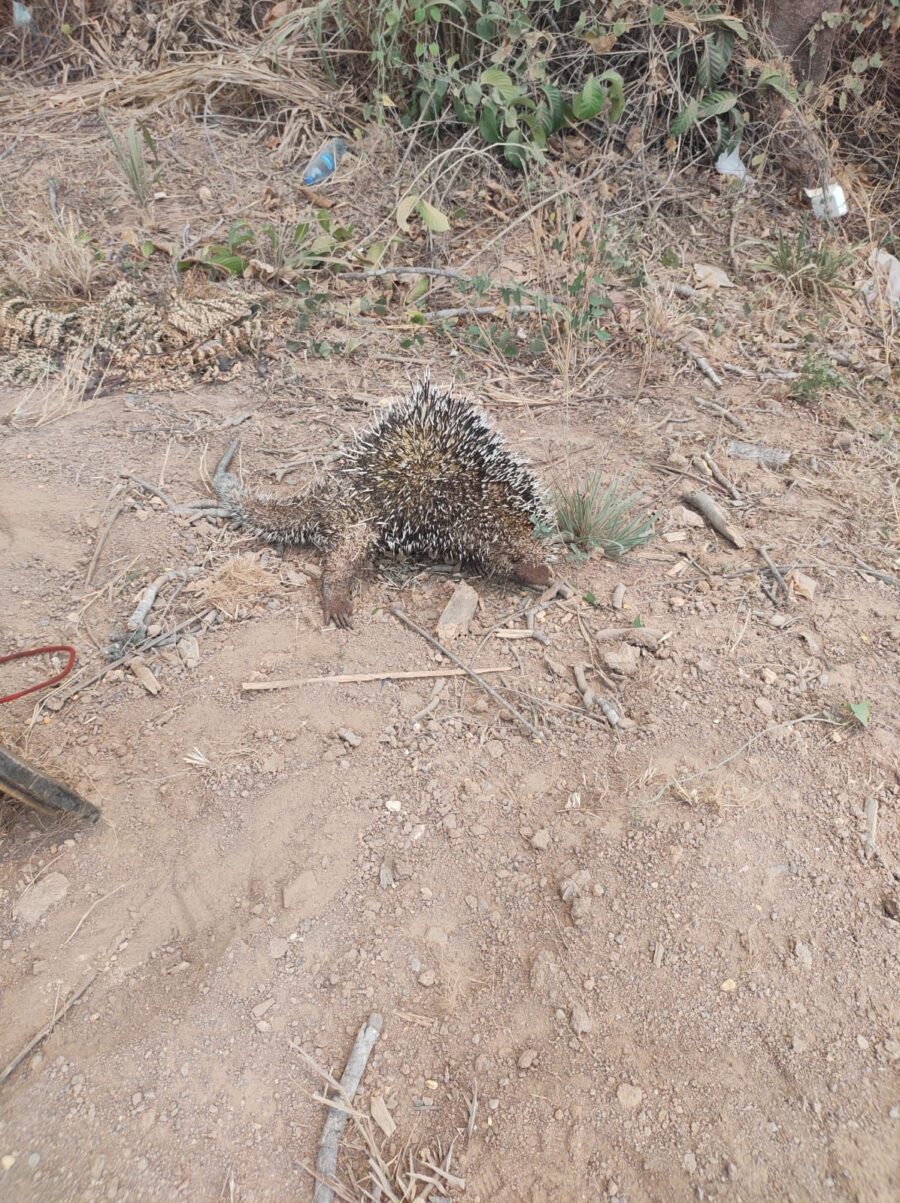 Animal em local de risco: Porco-espinho resgatado em Guarantã do Norte