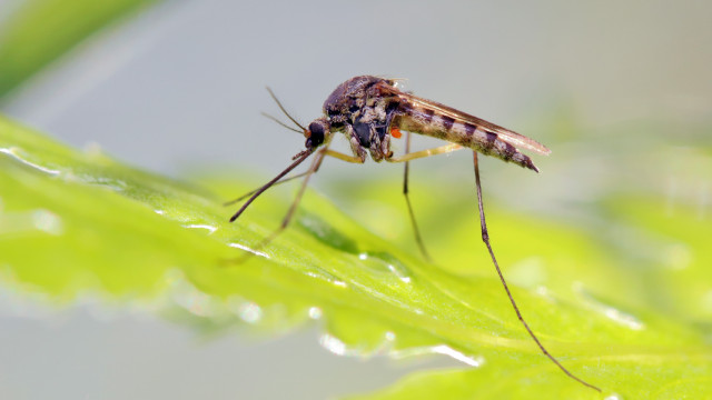 Governo federal vai investir R$ 1,5 bilhão no combate à dengue