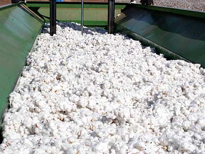 Mato Grosso exporta 52% da produção nacional de algodão