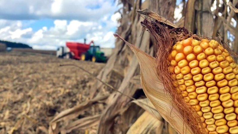 Fertilizantes mais caros em Mato Grosso mas cotação do milho fica maior