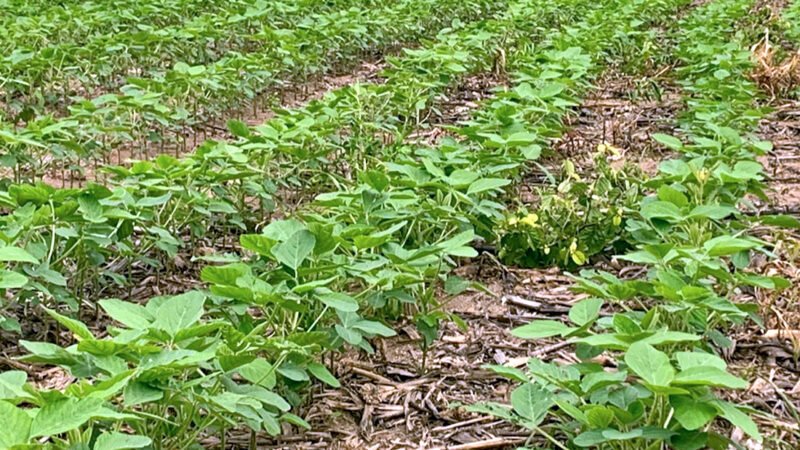 Plantio de soja em Mato Grosso chega a 25% da área prevista