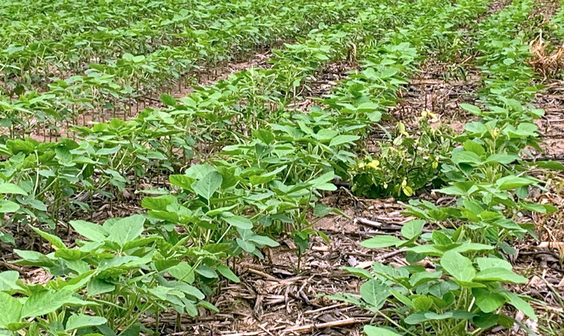 Plantio de soja em Mato Grosso chega a 25% da área prevista