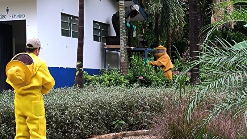 Corpo de Bombeiros remove enxame de abelhas no parque ecológico municipal em Sorriso