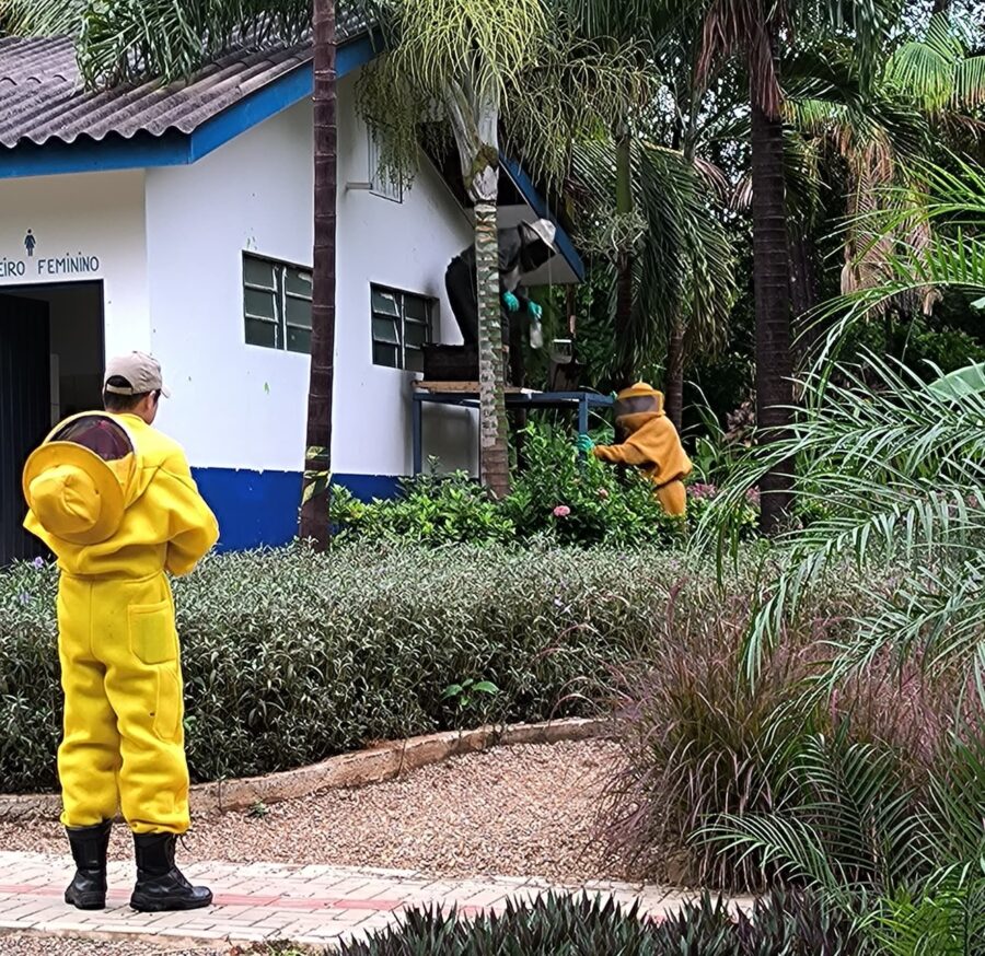 Corpo de Bombeiros remove enxame de abelhas no parque ecológico municipal em Sorriso
