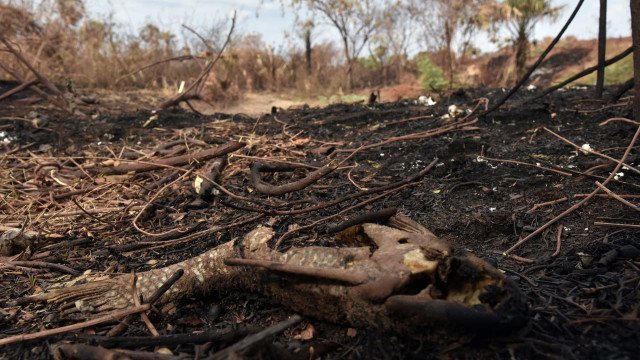 Juiz condena 3 desmatadores da Amazônia a reflorestar 150 hectares de terras devastadas