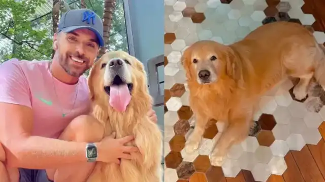 Justiça decide arquivar inquérito que investigava morte do cão Joca