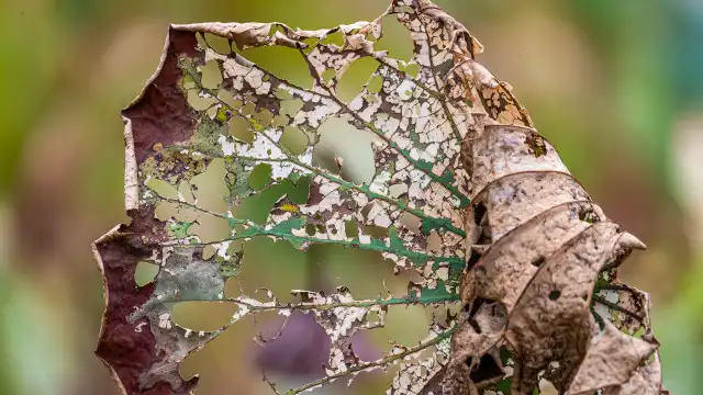 Seca extrema provoca morte de vitórias-régias no Pará