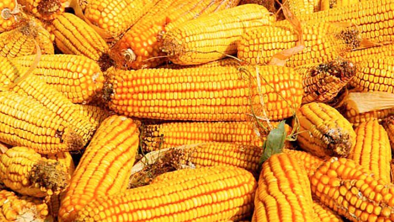 Milho sobe e média passa de R$ 55, indica IMEA