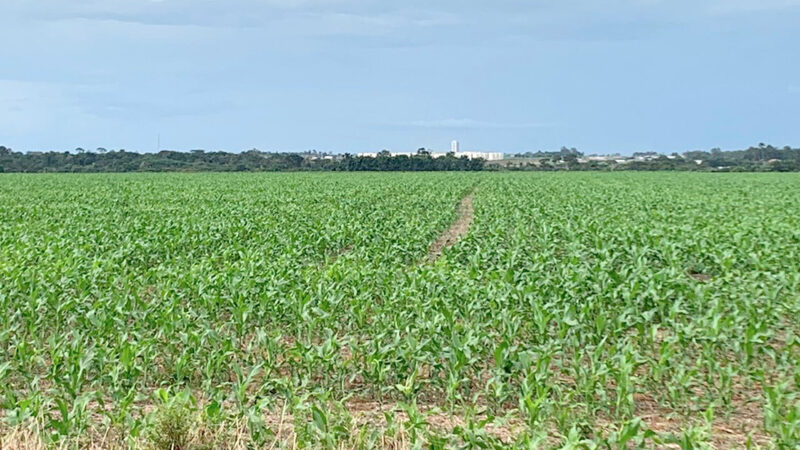 Custo da produção da safra da soja em Mato Grosso tem queda