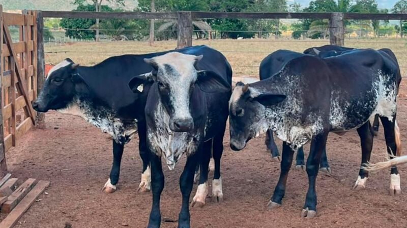 Novilhas de Mato Grosso geneticamente melhoradas produzem até 200% litros de leite a mais