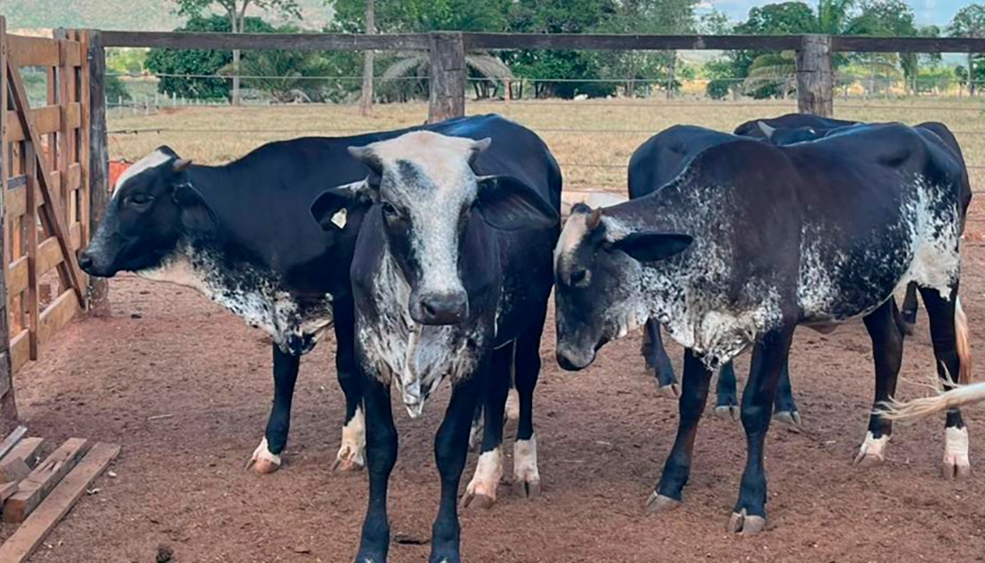 Novilhas de Mato Grosso geneticamente melhoradas produzem até 200% litros de leite a mais