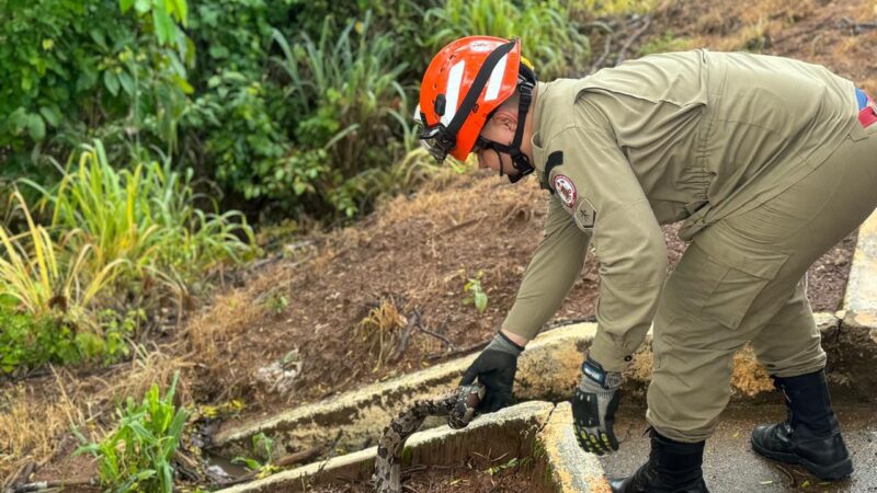 Animal em local de risco é capturado em Guarantã do Norte