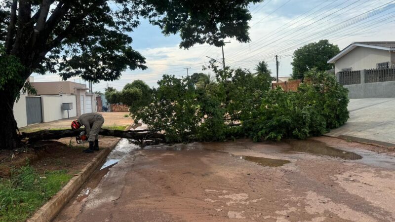 Queda de árvore interrompe trânsito em Guarantã do Norte; Bombeiros agem rápido para desobstruir a via