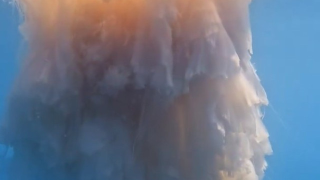 Fotógrafo registra medusa gigante em Montão de Trigo, litoral de SP