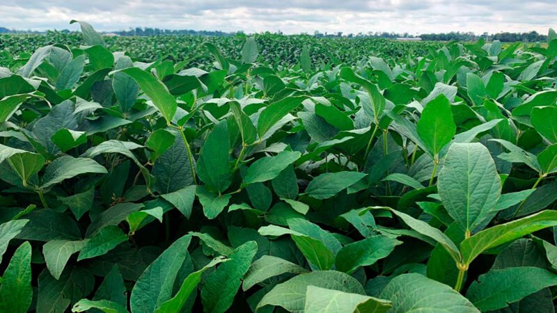 IMEA prevê safra de soja 1,4% maior em 2025 no Mato Grosso