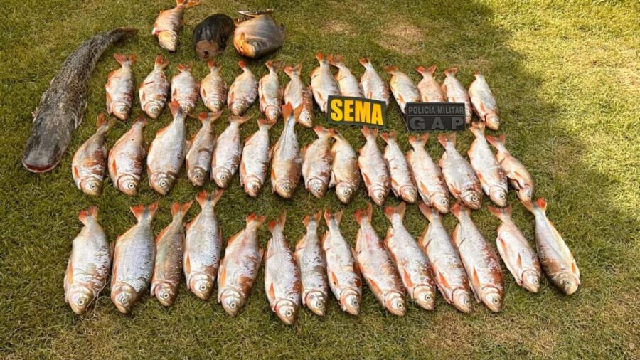 Sema apreende 25 quilos de peixes em ação contra a pesca ilegal em Rosário Oeste