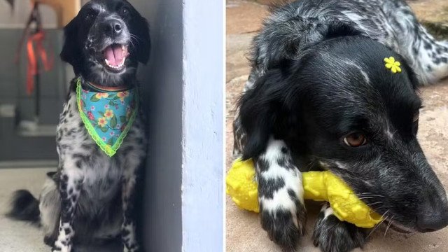 Rapaz encontra sua cadela enforcada em pet shop; polícia investiga