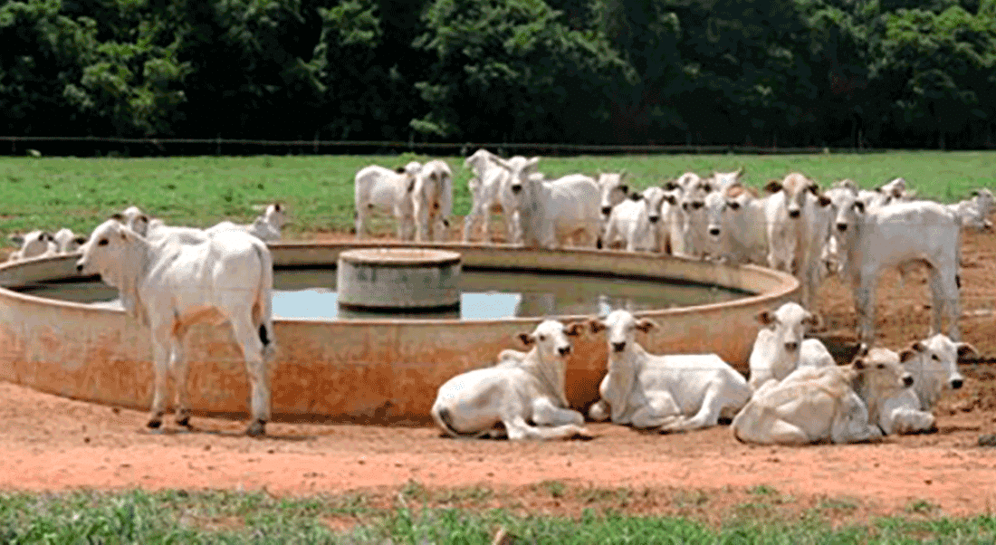 Cotação da arroba do boi gordo em Mato Grosso atinge maior valor desde 2022