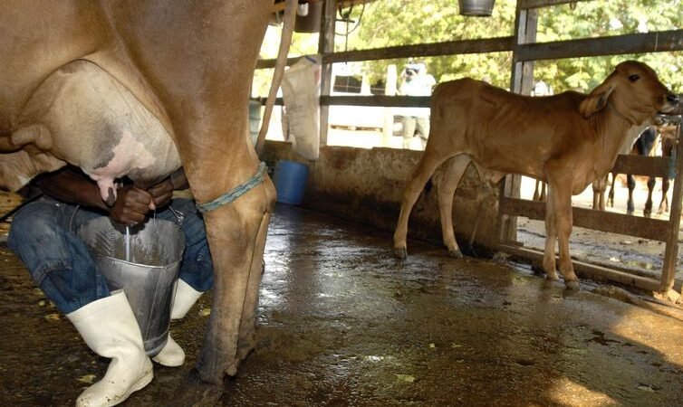 Preço do leite pago ao produtor em Mato Grosso tem queda anual, conclui instituto