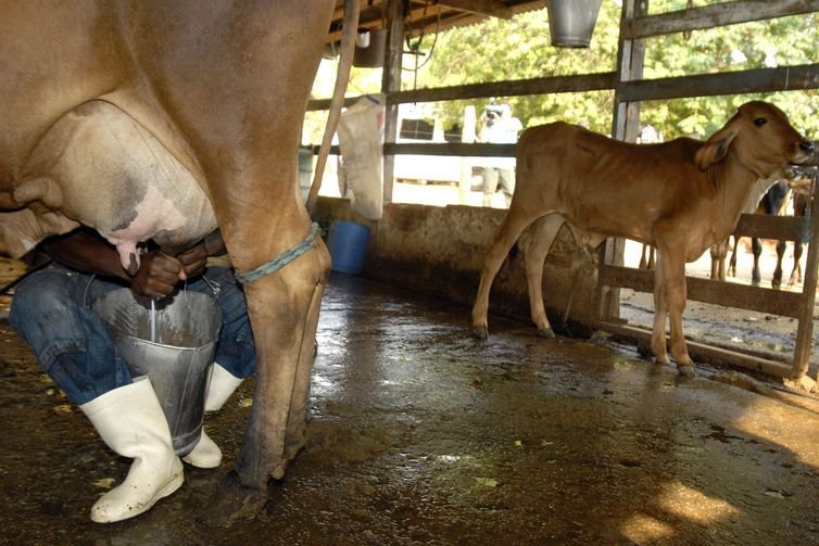 Preço do leite pago ao produtor em Mato Grosso tem queda anual, conclui instituto