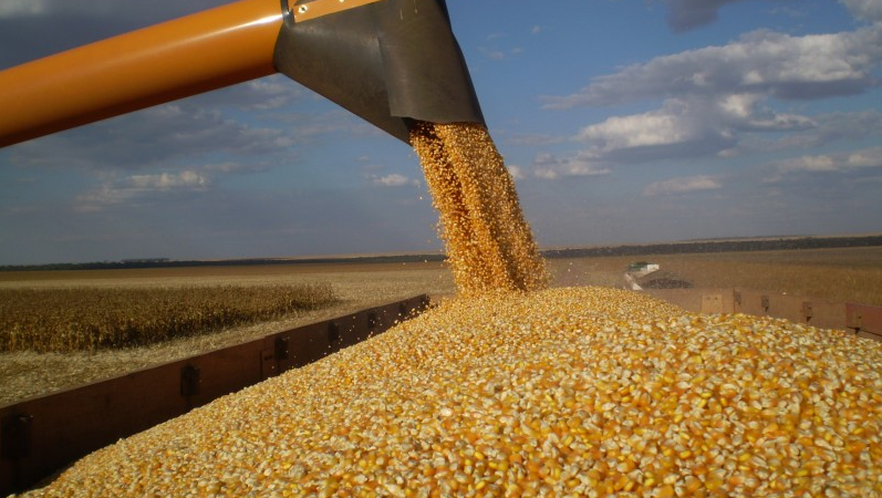 Milho disponível em Mato Grosso sobe e média vai a R$ 54
