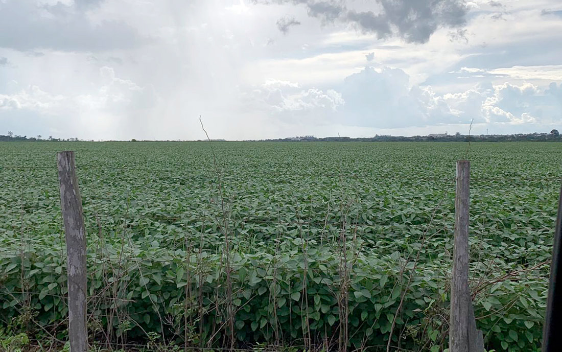Fazenda de Sinop é a mais cara à venda no Brasil no valor de R$ 15 bilhões; veja top 5