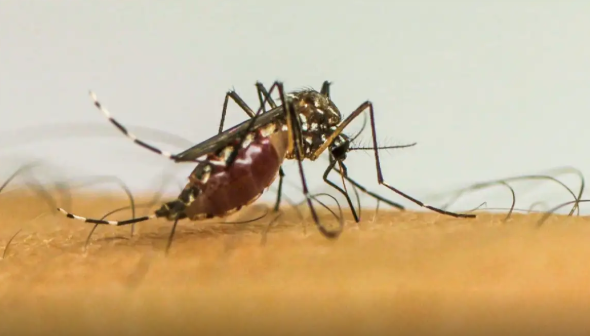 SES-MT alerta para prevenção de arboviroses durante o período de chuvas em Mato Grosso