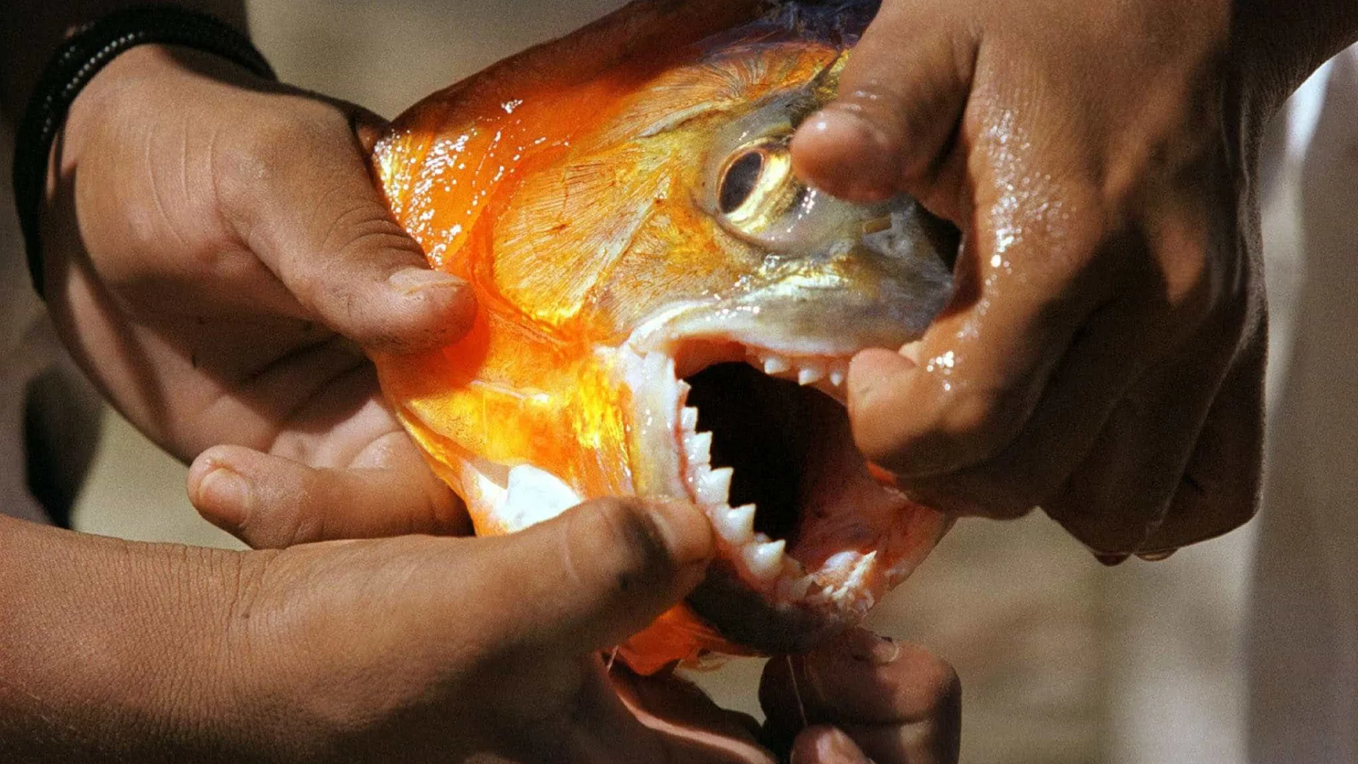 Ataques de piranhas deixam seis pessoas feridas no interior de SP