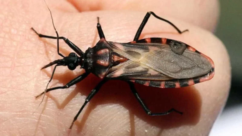Bicho-barbeiro contaminado pela doença de Chagas é encontrado na zona oeste de São Paulo