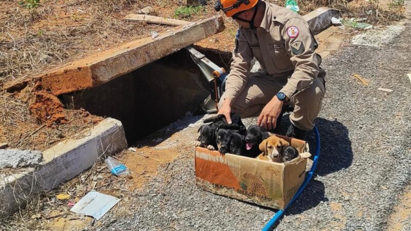 Bombeiros resgatam filhotes de cachorro presos em bueiro em Sorriso