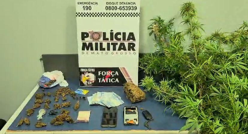 Força Tática prende homem com porções e pés de maconha em Sinop; Suspeito foi preso em uma chácara, onde cultivava e vendia as drogas