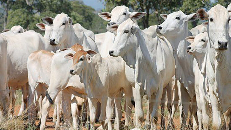 Boi gordo e vaca tem aumento no preço em Mato Grosso