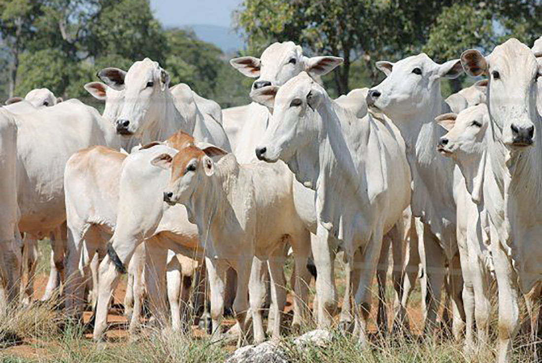 Boi gordo e vaca tem aumento no preço em Mato Grosso