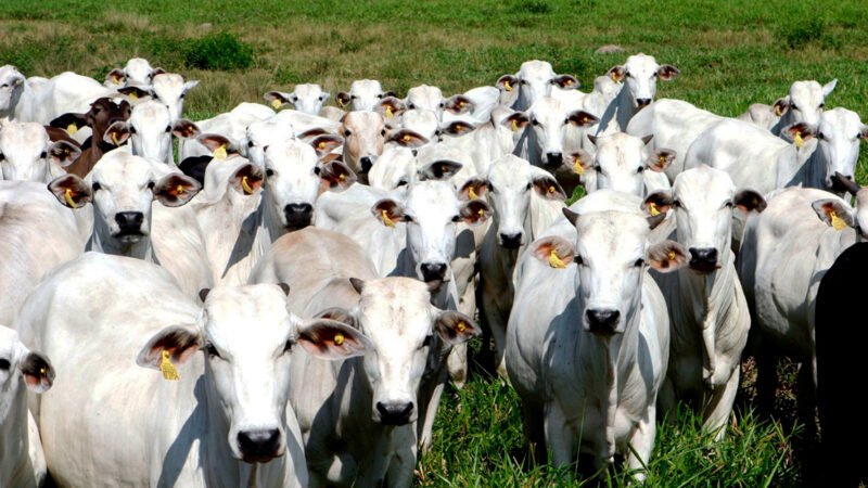 Preço do boi gordo e da vaca em Mato Grosso baixa 1%